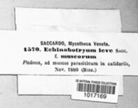 Image of Echinobotryum laeve